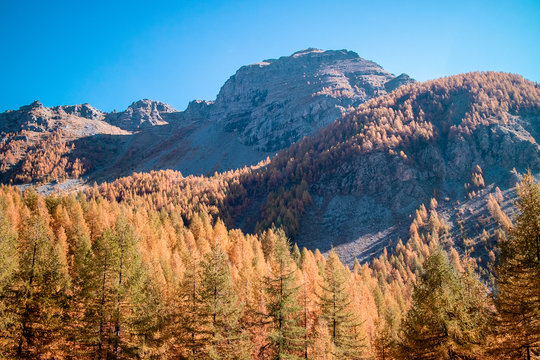 Mountains & Forest