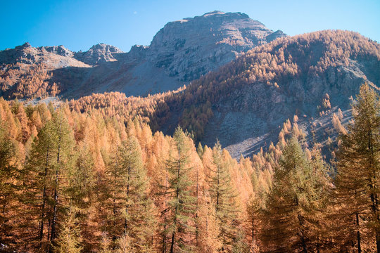 Mountains & Forest