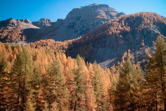 Mountains & Forest