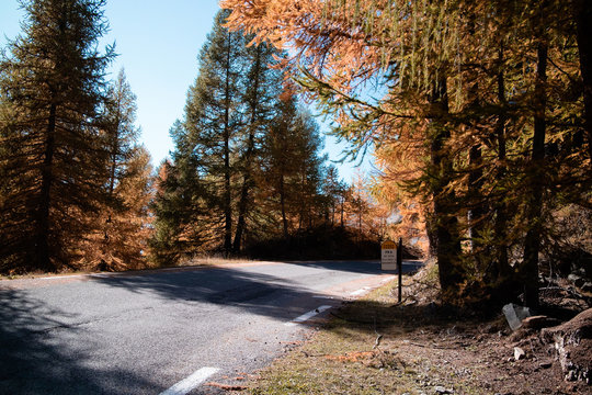 Road And Trees Autumns