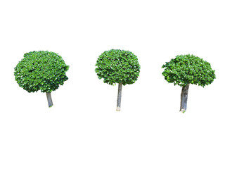 Fototapeta premium three Ficus annulata Blume tree isolated on white background