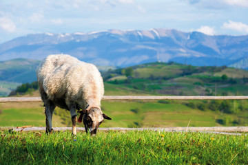 Fototapeta premium fluffy goat grazing fresh green grass on a mountain meadow in front of the fence. distant ridge with snow capped tops beneath a blue sky with clouds. beautiful countryside scenery in springtime