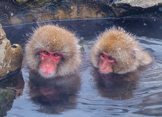 Fototapeta premium Japanese macaque or snow Japanese monkey with onsen at snow monkey park or Jigokudani Yaen-Koen in Nagano, Japan during the winter season