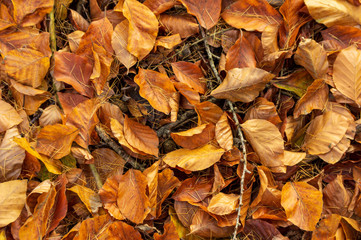 golden beech leaves on forest ground. Dry autumn leaves of a beech tree in European forest.
