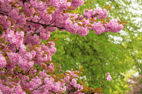 cherry blossom in the park. beautiful springtime nature background. close up of blooming twigs of sakura trees. wonderful color combination of pink flowers and green foliage