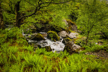 Picturesque landscape of a mountain forest with traditional nature of Scotland.