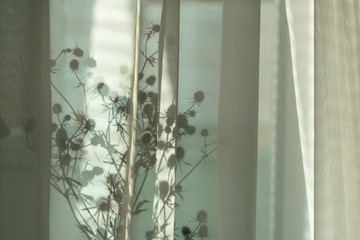 Dry flowers on a windowsill behind a day curtain in the sunlight