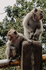 Monkeys in Bali Indonesia