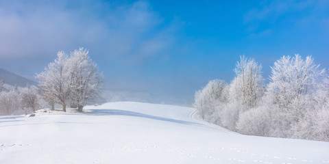 bunch of trees in hoarfrost on snow covered hill. sunny morning panorama . misty weather with blue sky. magical winter moments. beautiful nature background of white season in carpathian mountains