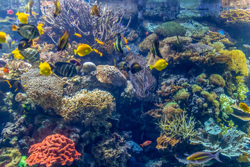 Fototapeta na wymiar coral reef scenery