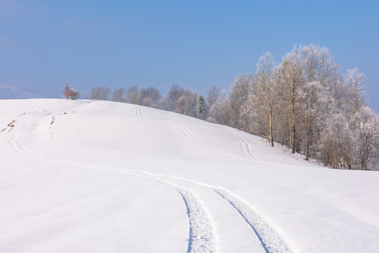 trees in hoarfrost on snow covered meadow. sunny forenoon of mountainous countryside. hazy atmosphere with blue sky. calm winter nature scenery. track on the surface