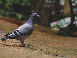 pigeon