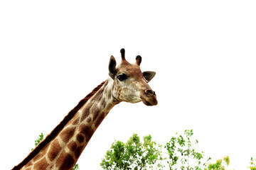 A giraffe looking and listening.