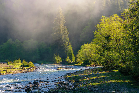 mountain river among the forest. wonderful nature scenery on a misty sunrise in springtime. waters of a rapid flow in morning light. estuary of tereblya and ozeryanka rivers