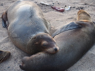 Sea lions relaxing on the beach, San Cristobal Island (Isla de San Cristóbal) is one of the Galápagos Islands, Ecuador