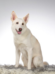 White dog posing in an indoor studio. The dog has heterochromia eyes.