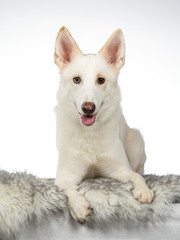 White dog posing in an indoor studio. The dog has heterochromia eyes.