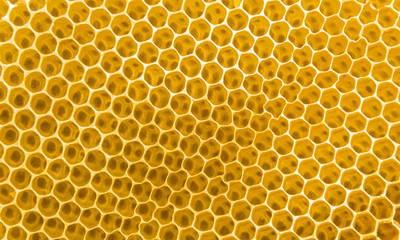 lots of honeycombs