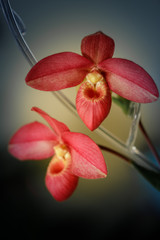 Bright red orchid's flowers. Variety Phragmipedium Andean Fire. Home flowering. Blurred background.