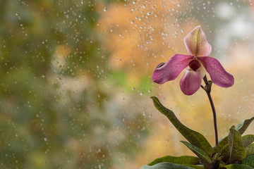 On the window is a blooming pink orchid, outside the rain. Lady's slipper, variety paphiopedilum Delophyllum. Home flowers. Blurred background with copy space.