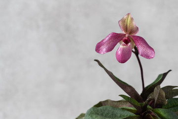 A blooming nice pink orchid, Lady's slipper. Variety paphiopedilum Delophyllum. Home flowers. Blurred grey  background with copy space.