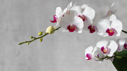 Blooming multi-flowered white orchid with deep pink red lip of the genus Phalaenopsis. Flowers and buds. On a grey blurred background with copy space  - obrazy, fototapety, plakaty