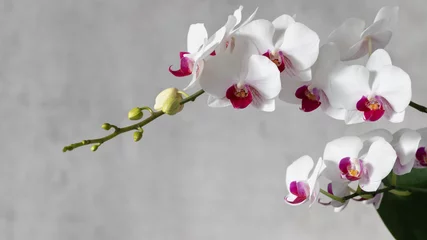 Zelfklevend Fotobehang Blooming multi-flowered white orchid with deep pink red lip of the genus Phalaenopsis. Flowers and buds. On a grey blurred background with copy space  © BarTa