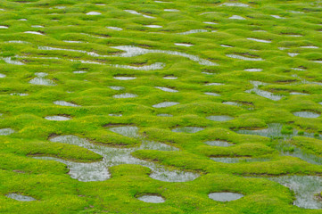 water lily in the pond