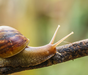 Snails crawl on the branches in nature.
