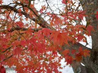 紅葉