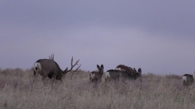 Mule Deer Buck in the Fall Rut