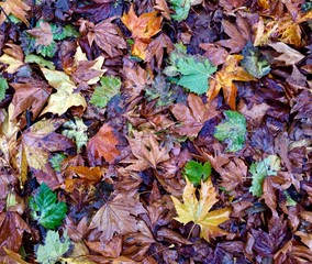 autumn leaves background