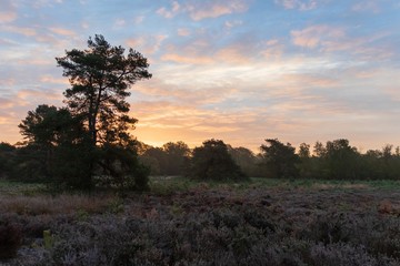 View on field with heath at sunset