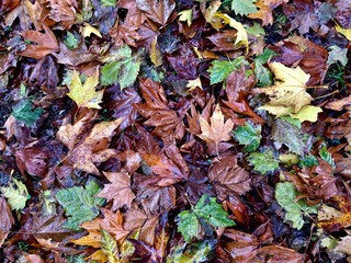 autumn leaves background