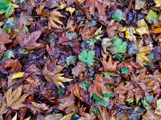 Beautiful colorful autumn leaves on ground, falling autumn leaves in forest 