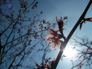 Sakura flower in bright sunlight on sky background