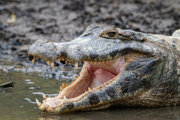 Kaiman wartet auf Beute