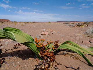 Welwitschia mirabilis in Damaraland desert - Namibia.