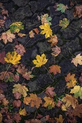 Beautiful autumn leaves in a variety of colors. Fallen leaves on the ground.