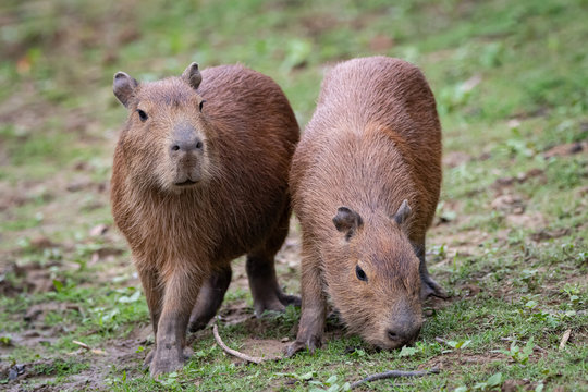 Zwei Wasserschweine unterwegs am Fluss