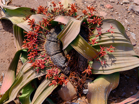 Welwitschia mirabilis in Damaraland desert - Namibia.