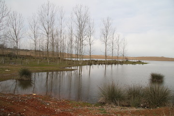 lake in the forest