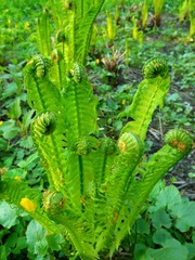 Fern close. The first spring ferns.