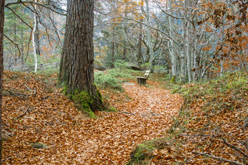 Rastbank im herbstlichen Laubwald