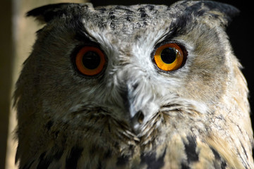 regard du Hibou grand-duc d'europe 