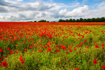 Sea of Poppies