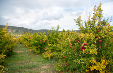 Fototapeta na wymiar Pomegranate trees with red ripe fruits at pomegranate plantation