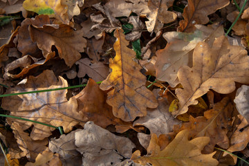 Golden carpet of autumn fallen oak leaves in the sun