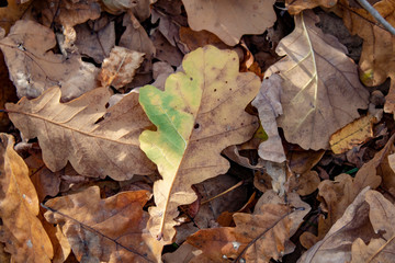 Golden carpet of autumn fallen oak leaves in the rays of the evening sun