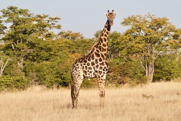 giraffe portrait, Hwange National Park, Zimbabwe 